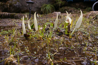 キャンプ場の水芭蕉