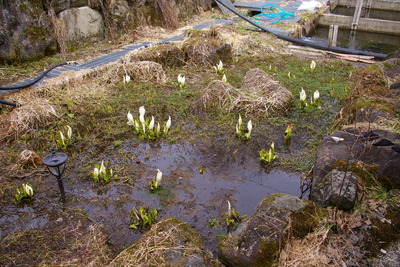 キャンプ場の水芭蕉