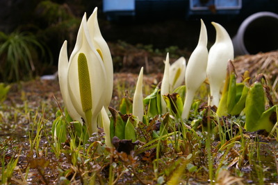 キャンプ場の水芭蕉