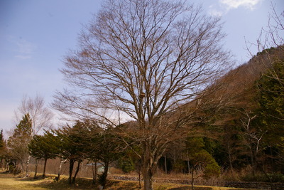 巣箱のもみじ