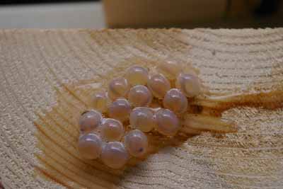 背骨らしきもの（採卵50日目）