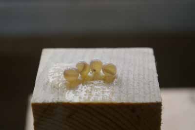 背骨らしきもの（採卵50日目）