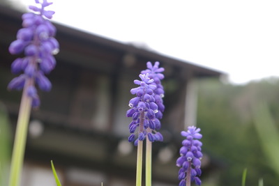 今日の秋神川