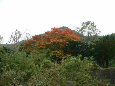 今日の秋神川