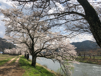 今度の土日はお花見に‼️ 2018/04/12 15:04:02