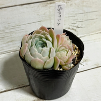何とか解決！＆植え替え待ちの葉挿しっ子達