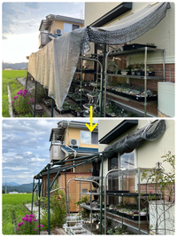 頑張った台風対策＆ファーマーズに連れて行った多肉達(*^^*)