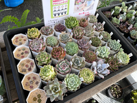 ファーマーズさんに納品♡ 2024/10/27 09:16:09