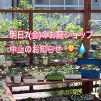 ギックリ腰のため明日のお庭ショップはお休みさせていただきます(＞人＜;)
