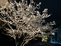 初雪が降ったね(*ﾟ▽ﾟ)ﾉ