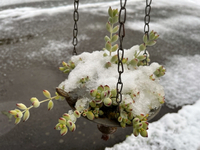 雪を被った〈ペンデンス〉のその後＆今日もありがとうございました(*´∀人)