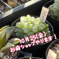 明日25(金)お庭ショップやります(^o^)/