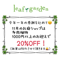 クリスマスプレゼントにいかが(*'▽'*)？ 2023/11/23 21:42:56