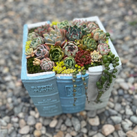 春の寄せ植えオーダー＊ビフォーアフターヽ(*´∀｀)