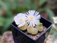 前言撤回(￣Д￣)ﾉ＆リトープスの花♡ 2023/11/07 21:24:46