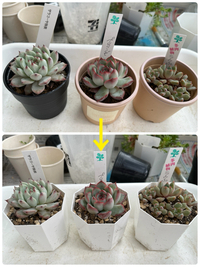 お庭ショップありがとうございました＆古株の植替え“〆(ﾟ_ﾟ*)
