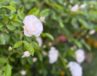 花、花、花•*¨*•.¸¸♬