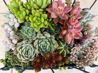 おめでたい新築祝いに多肉の寄せ植えd(⌒ー⌒) ｸﾞｯ!! 2023/11/16 21:21:16