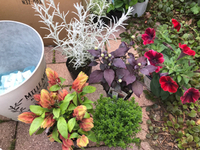 多肉じゃなくて花の寄植えを作ったよ(*'∀'人)♥︎