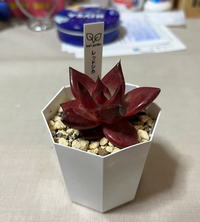 ありがとうございました(*´∀人) 2023/06/08 22:20:02