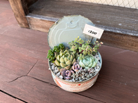 多肉植物20%OFF！明日はお庭ショップです(*ˊᗜˋ*) 2023/11/26 21:50:47