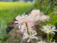 明日から秋ですよね(≧∀≦)⁈ 2023/09/20 19:38:56