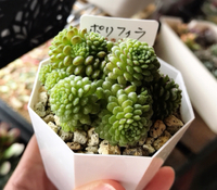 地球外植物⁈ (ﾟﾛﾟﾉ)ﾉ⁉︎