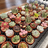ファーマーズさんの多肉植物は23(水)までです。（^人^）