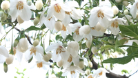 庭の花&お詫び(＞人＜;)アナログ人間でスミマセン