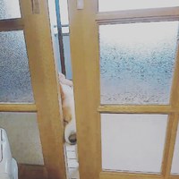 リリーが起こしてくれないから