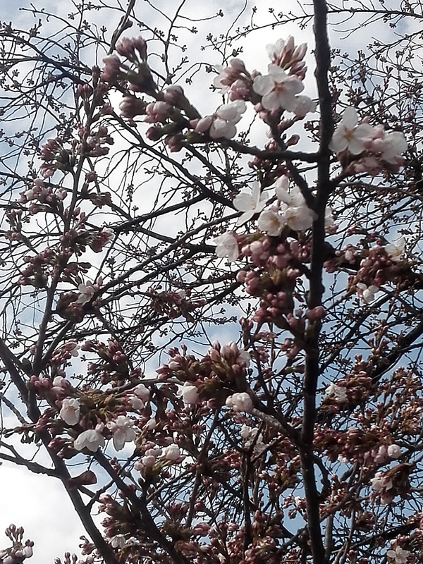 桜
