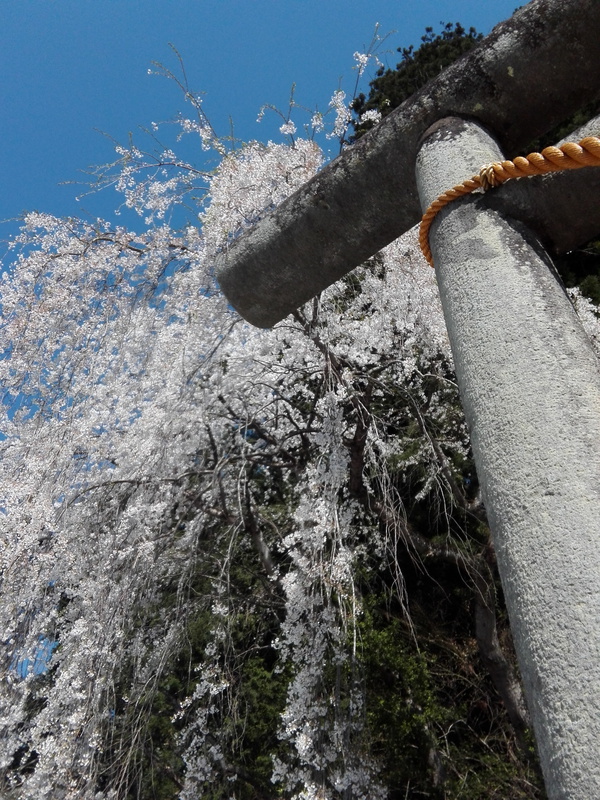 郊外の枝下桜