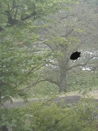 あがりやたより