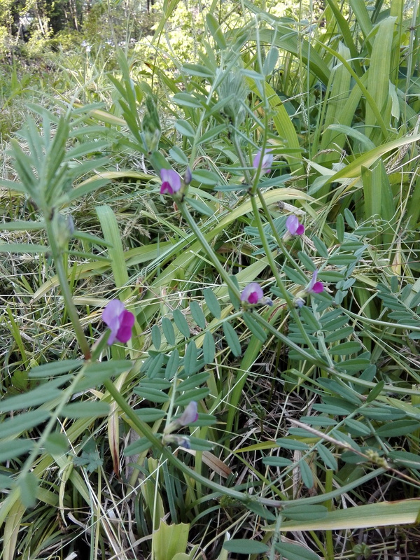可愛いカラスマメのはなー小さな時から好きな花