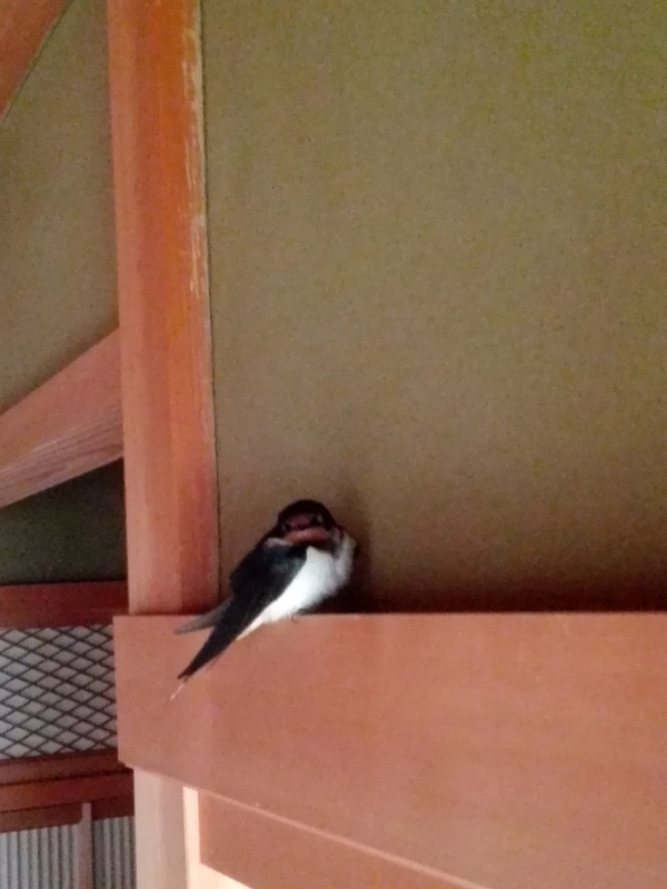 幸せの燕