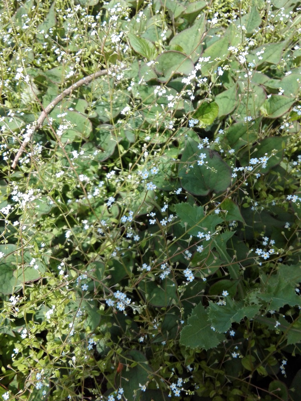 勿忘草に似ています