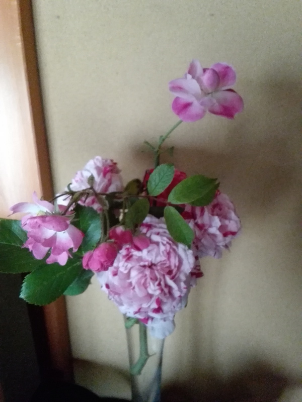 薔薇のケアには最適な今日の天気