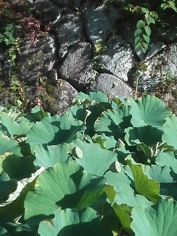蓮池