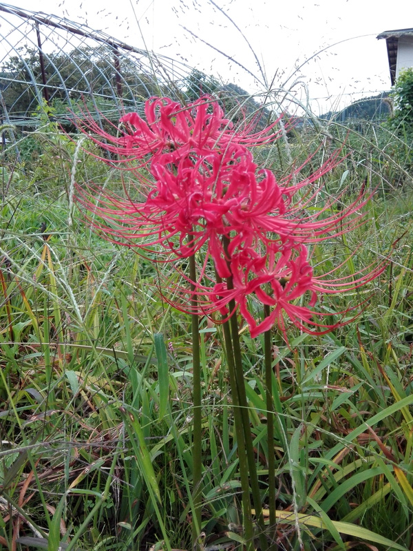 曼珠沙華