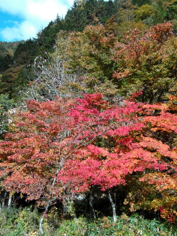 せせらぎ街道の紅葉