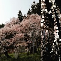 あがりやたより 2019/04/24 18:39:05
