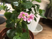 花言葉 2019/07/18 23:56:00