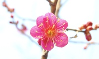4月 2020/04/01 18:29:36