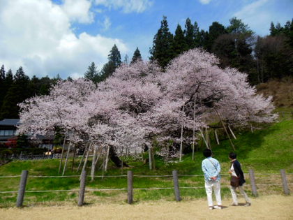 臥龍桜✿