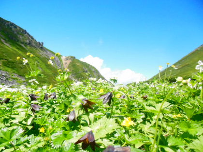 乗鞍畳平のお花畑 飛騨高山アンテナショップ まるっとプラザ