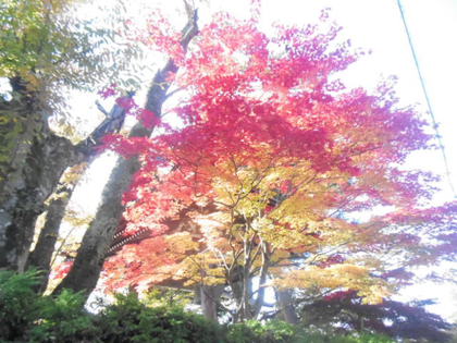 東山遊歩道♪秋のお散歩