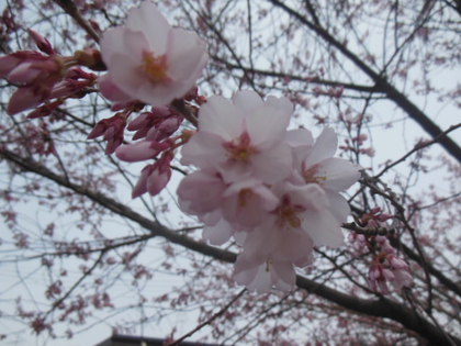 飛騨の春✿