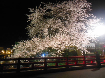 臥龍桜✿