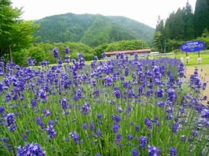 ひだ清見ラベンダーフェア✾