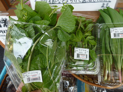 飛騨の山菜続々入荷✿